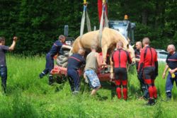 Sauvetage d'un cheval